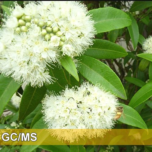 Lemon Myrtle-澳洲檸檬香桃木